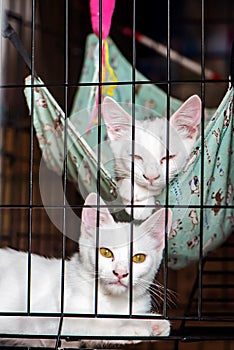 The little two white cute cats in the black cage