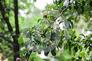 Little unripe pears close-up on a branch with leaves