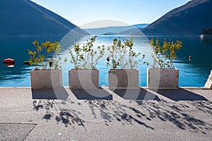 Little urban Plants on a sea side mountain background