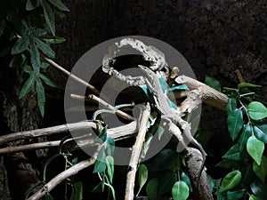 Little Varanus sitting on a tree in a Monitor lizard farm