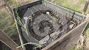 Little vegetables plants on raised beds in spring garden