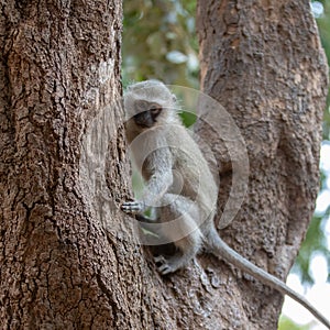 Little vervet monkey in Krueger National Park in South Africa