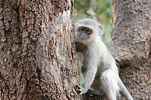 Little vervet monkey in Krueger National Park in South Africa photo