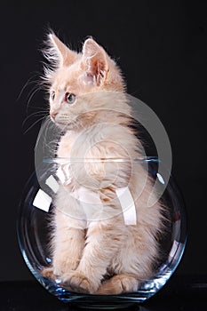A little very cute kitten is sitting in a glass bowl