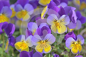 little viola yeallow and purple blooming in a garden