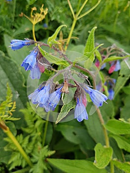 Little violent flowers in natural background