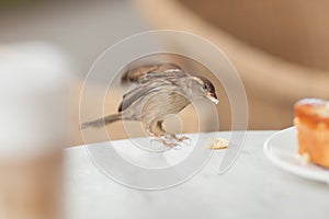 Little visitor steals some crumbs from the cake, little sparrow in a street cafe photo