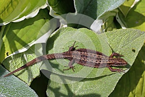 The little viviparous lizard basks in the summer sun