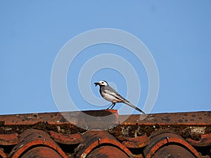 Little wagtail carrying insects with her beak for her chicks, la coruÃ±a, spain, europe