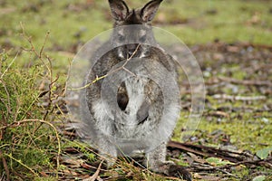 Little Wallaby