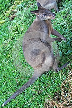 The little wallaby
