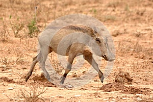 Little warthog in South Africa