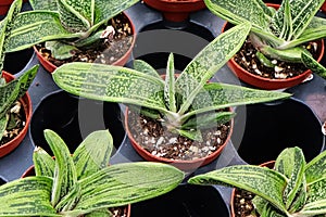 Little Warty succulents growing in seeding trays
