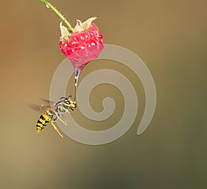 Little wasp flew to ripe red raspberry berry and drinks her jui
