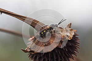 Little wasp hanging in deat sun flower