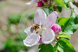 Little wasp pollinates a white-pink flower.