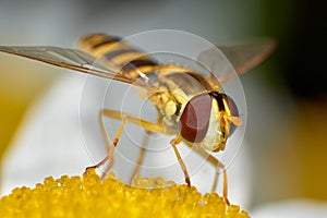 Little wasp standing on flower