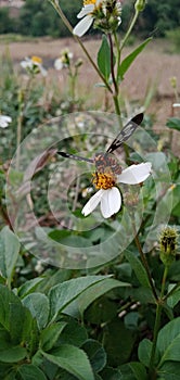 a little wasp is sucking on a flower