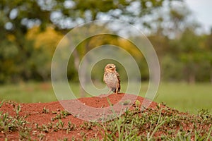 Little watchful owl photo