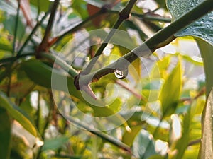 Little water drop on a tree branch || Sun reflection on a tiny water drop