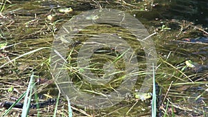 Little Water Frog( Rana lessonae) in spring pond. Spawning time