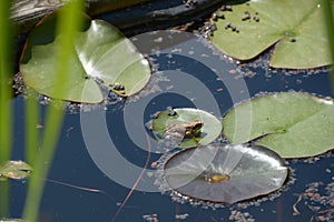 Little water frog sitting in a garden pond on lily leaf