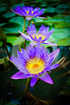 Little Water Lily