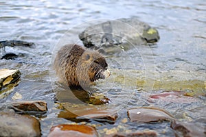 Little water nutria on the pond.