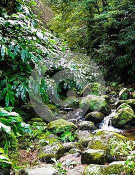 Little waterfall at Botanical Garden of Ribeira do Guilherme, SÃ£o Miguel Island, Azores photo