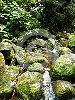 Little waterfall at Botanical Garden of Ribeira do Guilherme, SÃ£o Miguel Island, Azores photo