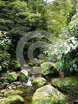 Little waterfall at Botanical Garden of Ribeira do Guilherme, SÃ£o Miguel Island, Azores photo