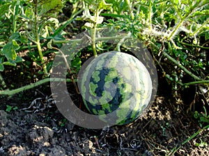 Little watermelon grows in the garden