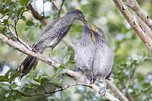 Little Wattle Bird