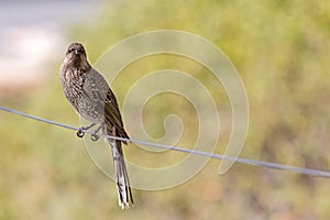Little Wattle Bird (Anthochaera) perching on a wire in Australia