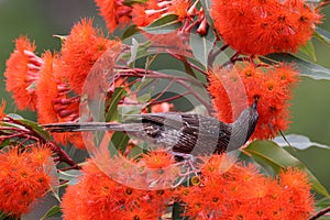 Little Wattle Bird Feeding