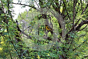 Little weaver bird perched on a branch of Jurema Preta plant on day photo
