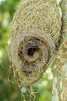 Little weavers or Babui bird`s nest made of straw and hang on tree