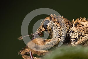 Little weevil close-up