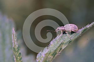 A little Weevil on a Firenettle Leaf looking like a Seal Pup