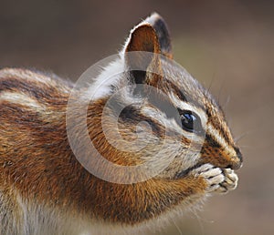 Little Western Chipmunk