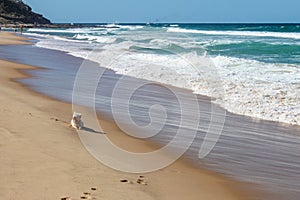 Little Westie dog rests on the sand near the water line as whitecaps roll toward the shore with unrecognizable swimmers far in t