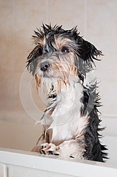 Little wet boomer dog in the bathtub