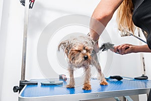 Little wet cute and beautiful purebred Yorkshire Terrier dog enjoying in grooming and cleaning after bathing in the pet spa