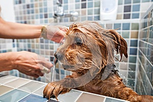 Little wet cute and beautiful purebred Yorkshire Terrier dog trying to escape from the bathtub because he don`t want to bathing se