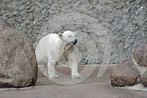 Little wet polar bear