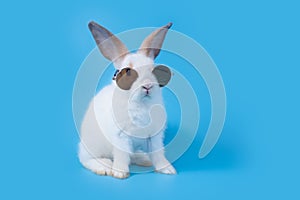 Little white baby rabbit with cute fur and black sunglasses. Standing on two feet because of naughtiness on a blue background