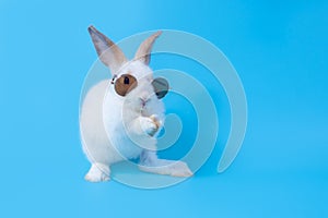 Little white baby rabbit with cute fur and black sunglasses. Standing on two feet because of naughtiness on a blue background