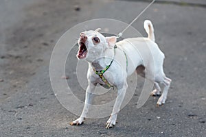 Pequeno blanco ladrido el perro sobre el Correa 