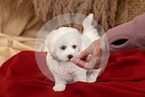 Little white Bichon Frize dog puppies stand on red cloth on the floor. look away