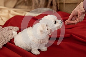 Little white Bichon Frize dog puppies stand on red cloth on the floor. look away